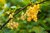 Ribes rubrum - Weisse Johannisbeere “Primus“