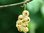 Ribes rubrum - Johannisbeere “Weisse aus Böhmen“