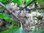 Ribes rubrum - Weisse Johannisbeere “Zitavia“