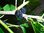 Morus acidosa - Koreanische Zwergmaulbeere "Mulle"