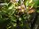 Ribes nigrum - Johannisbeere "Cassis blanc"