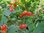 Ribes alpinum – Alpen-Johannisbeere