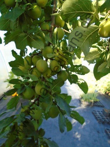 Prunus domestica subsp. italica var. Claudiana - Große Grüne Reneklode