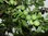 Prunus domestica subsp. italica var. Claudiana - Große Grüne Reneklode