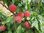 Prunus persica - Pfirsich “Anneliese Rudolph“