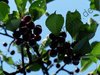Prunus avium - Grosse Schwarze Knorpelkirsche