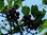 Prunus avium - Grosse Schwarze Knorpelkirsche