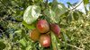 Prunus domestica oeconomica - Wohlriechender Spilling