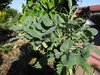 Brassica oleracea var. ramosa - Baumkohl