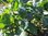 Brassica oleracea var. ramosa - Baumkohl
