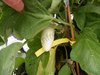 Solanum melongena - Weisse Aubergine aus der Türkei