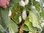 Solanum melongena - Weisse Aubergine aus der Türkei