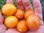 Solanum lycopersicum - Tomate "Sunrise"