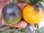 Solanum lycopersicum - Tomate "Blue Orange"