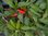 Capsicum annuum - Chili "Rotes Teufele"