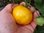 Solanum lycopersicum - Tomate "Jana Dulcia"