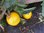 Solanum lycopersicum - Tomate "Jana Dulcia"