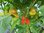 Capsicum baccatum - Chili "Bischofsmütze"