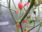 Capsicum chacoense - Bolivianischer Wildchili