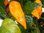 Capsicum chinense - Afrikanischer Chili "Fantalii"
