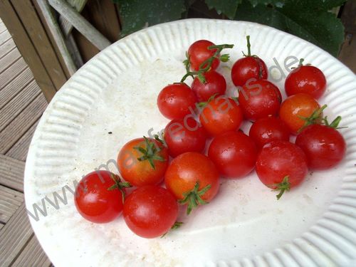 Solanum lycopersicum - Tomate "Lady Bird"