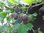 Ribes cynosbati - Veilchenbeere