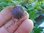 Ribes cynosbati - Veilchenbeere