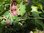 Ribes uva-crispa x ssp. - Stachelbeere “Black Velvet“
