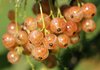 Ribes rubrum - Johannisbeere "fleischfarbene Champagne"