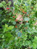 Ribes alpinum – Alpen-Johannisbeere “Majorenhof“