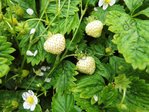 Fragaria vesca - Monatserdbeere ‚Weisse von Ogens‘