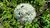 Allium obliquum - Turkestanlauch