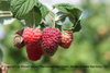 Rubus idaeus - Himbeere “Pokusa“ (S)