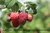 Rubus idaeus - Himbeere “Pokusa“ (S)