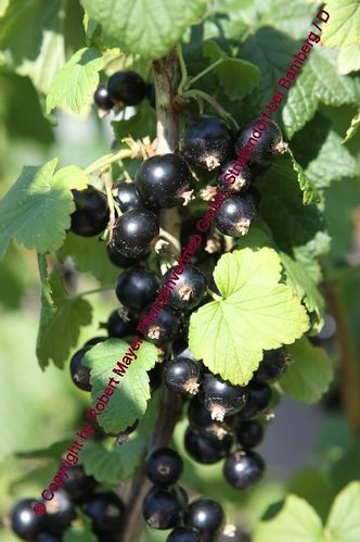 Ribes nigrum – Zwerg-Johannisbeere “Little Black Sugar“ (R)