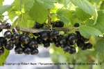 Ribes nigrum – Riesen-Johannisbeere “Noiroma“ (R)