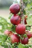 Ribes uva crispa - Riesen-Stachelbeere “Xenia“ (R)