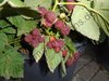 Rubus Idaeus - Zwerg-Himbeere “Little Sweet Sister“ (R)