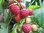 Rubus Idaeus - Zwerg-Himbeere “Little Sweet Sister“ (R)