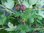 Ribes uva-crispa - Stachelbeere “Ashton Red“