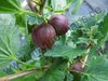 Ribes uva-crispa - Stachelbeere “Ashton Red“