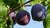 Prunus domestica - Löhrpflaume