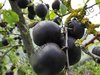 Prunus salicina - Japan-Pflaume “Angeleno“