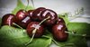 Prunus avium - Süsskirsche “Früheste der Mark“