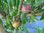 Prunus salicina - Pflaume “Santa Rosa“