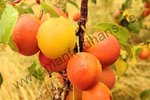 Prunus pomariorum - Spillings-Kirschpflaume