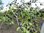 Prunus Kreuzung - Wildling