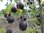 Prunus Kreuzung - Wildling