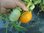Solanum lycopersicum - Tomate "St. Vincent"
