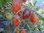 Solanum lycopersicum - Tomate "Indigo Kumquat"